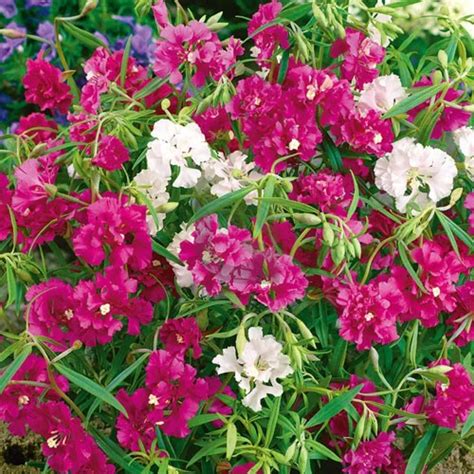Clarkia Pulchella Mix Seeds – Multicolor Winter Bloom