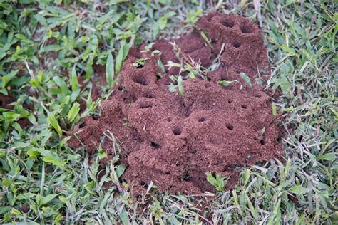 How To Get Rid Of Ants In Grass | 3 Natural Methods