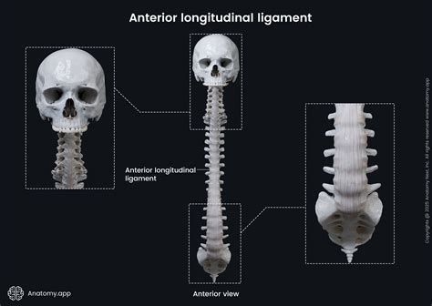 Anterior longitudinal ligament | Anatomy.app