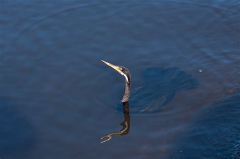 Image result for Bird Fail