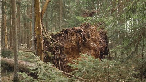 Image result for Avator Tree Fall