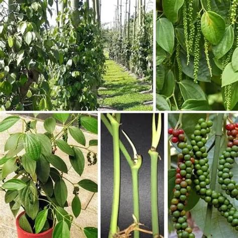 TAPOBON Black Pepper Nigrum Gol Mirch Kali Mirch Spice Plants & Tree(1 ...