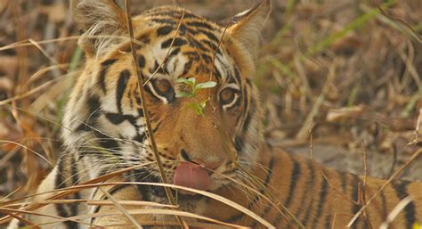 Tadoba Jungle Camp l Luxury Forest Resorts & Hotels