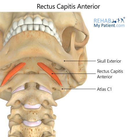 Rectus Capitis Anterior | Rehab My Patient