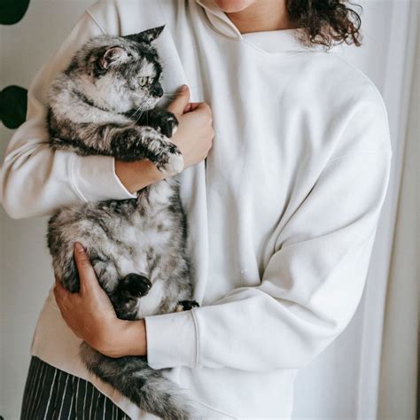 How to Properly Pick Up and Hold a Cat