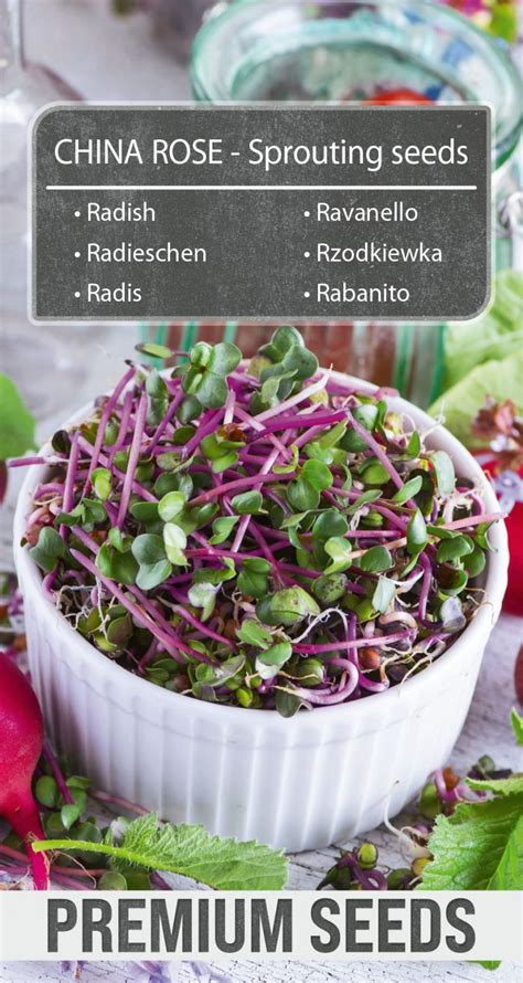 Image result for Radish Seeds Sprouting