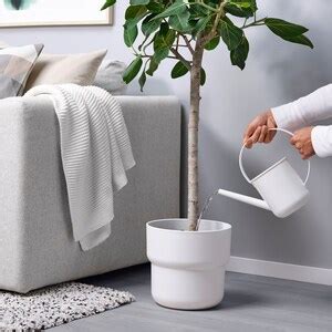 Watering Can - Buy watering cans online at affordable price in india ...