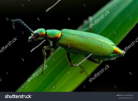 Fly Leaf: Over 384,739 Royalty-Free Licensable Stock Photos | Shutterstock