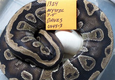 Ball Python Eggs 的图像结果