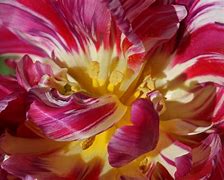 Image result for eclosion