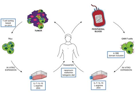 Manipulation of Glucose Availability to Boost Cancer Immunotherapies