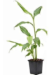 EdensField Live Black Cardamom/Badi Elaichi Spice Plant With Pot ...