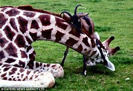 Image result for Animal Human Friendships Cute Photography