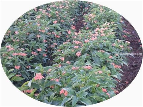 "Sampath Speaking" - the thoughts of an Insurer from Thiruvallikkeni ...