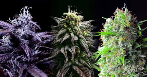 Les 9 meilleures variétés de Haze - WeedSeedShop