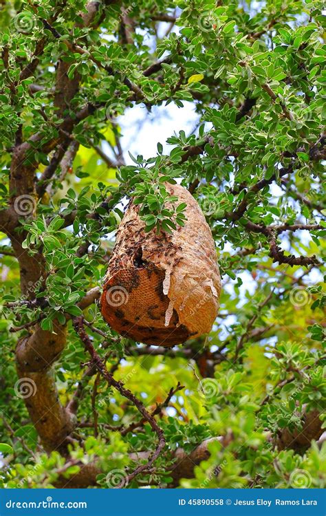 Big Wild Wasp Nest in a Tree, Cuernavaca, Morelos, Mexico. I Stock ...