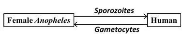 Which of the following stages of Plasmodium is correctly depicted in ...