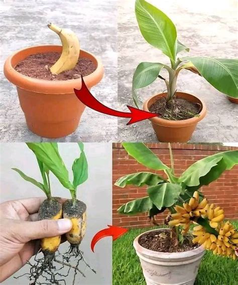 How to Start Banana Tree 的图像结果