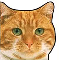 CATS & KITTENS (Shaped Books) : DK: Amazon.in: Books