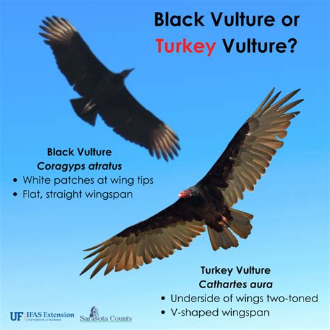 Stories of Gratitude for the World of Wildlife: Turkey Vultures - UF ...