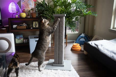 The 8 Best Cat Scratchers 2026 - Reviews by Your Best Digs