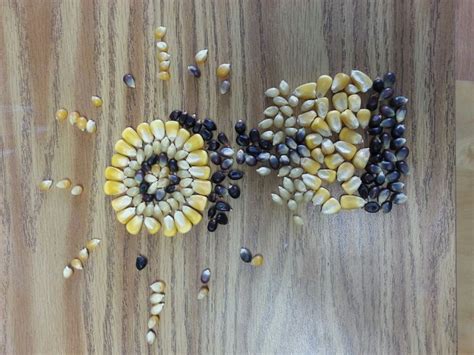 Image result for Seed Draw Script