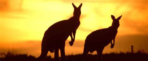 Spring Roo 的图像结果