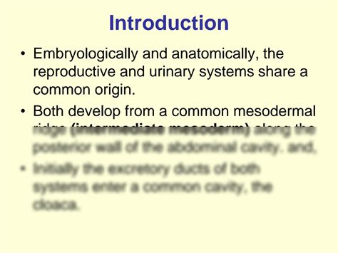 SOLUTION: Development of urinary system - Studypool