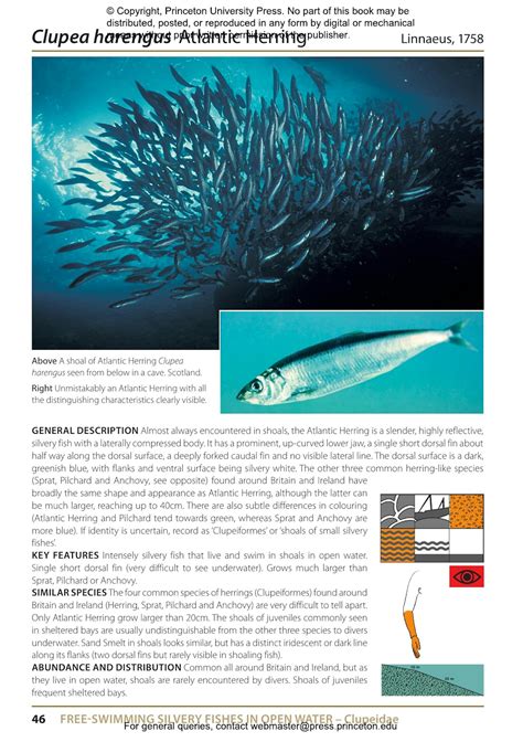 Inshore Fishes of Britain and Ireland | Princeton University Press