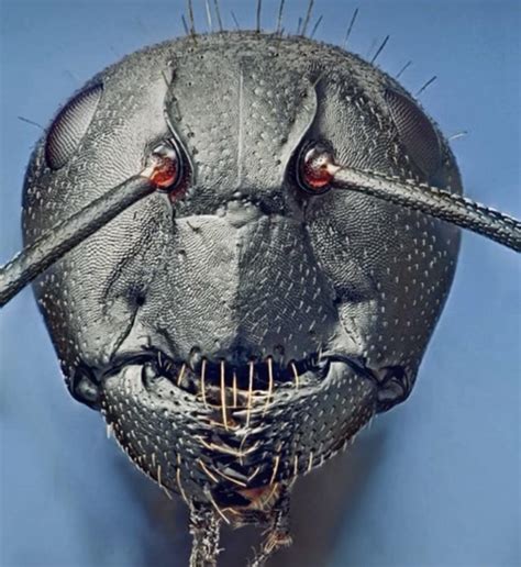 This is an Ants face close up. : r/mildyinteresting