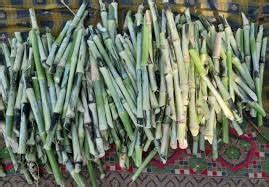 Hybrid super napier grass stick,100% germination (70 stick) : Amazon.in ...