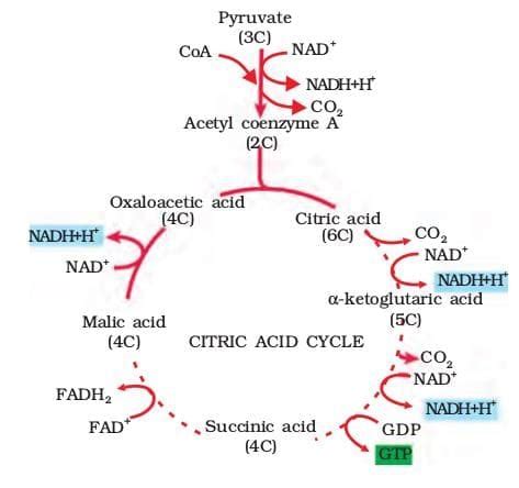 Cheat Sheet : Respiration in Plants - NEET PDF Download
