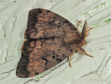 Image result for Gypsy Moth