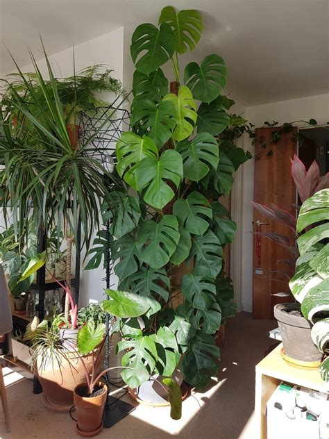 This beautiful monstera deliciosa! | Hanging plants indoor, Large ...