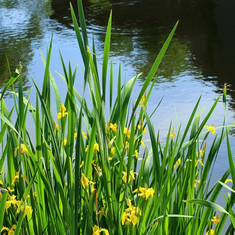 Koi Pond Aquatic Plants Create A Thriving Ecosystem In Your Pond With