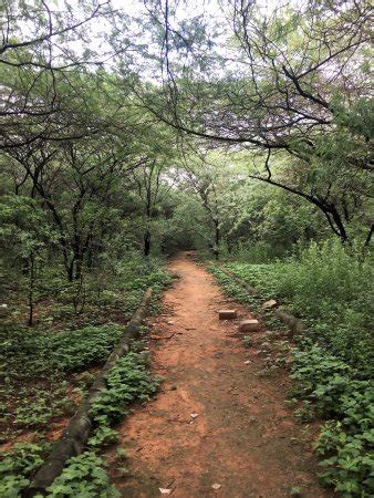 Jahanpanah City Forest (New Delhi) - 2019 What to Know Before You Go ...
