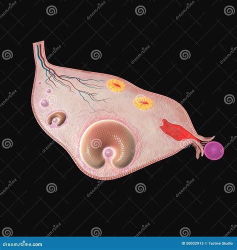 Ovaries Structure