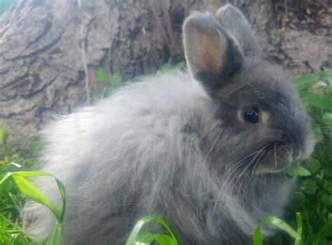 Jersey Wooly Rabbits For Sale | Oswego, IL #299761