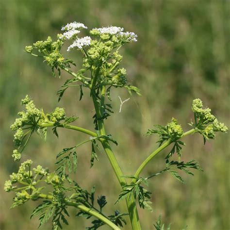 Болиголов пятнистый (Conium maculatum L.) - лекарственное, ядовитое ...