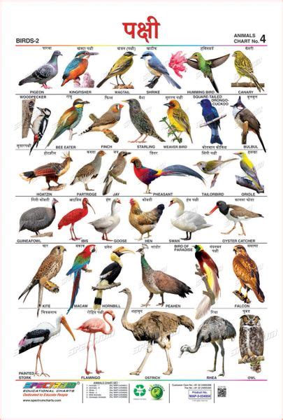 पक्षी - २