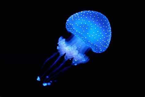 Weird 24-Eyed Creature Turned Out To Be Related To Earth's Most ...