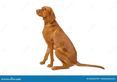 2 Gorgeous Hungarian Vizslas Sitting Opposite Each Other Studio ...