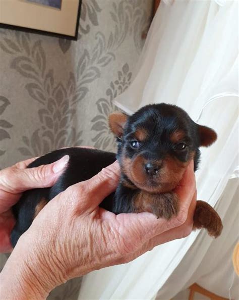 Süsse Bolonka Yorkshire Terrier Mix Welpen in Konnersreuth | Tiere ...