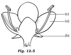 In the diagram of a bisexual flower given as Figure 12.5, draw the ...