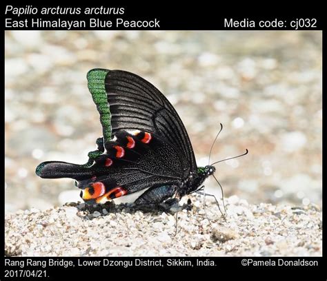 Papilio arcturus | Butterfly