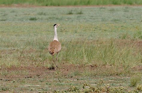 Narnala Wildlife Sanctuary, akola, India - Top Attractions, Things to ...
