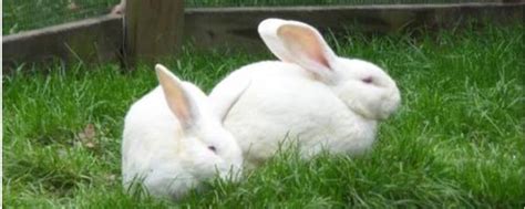 养100只兔子一年能赚多少钱，详细介绍成本和利润 - 农敢网