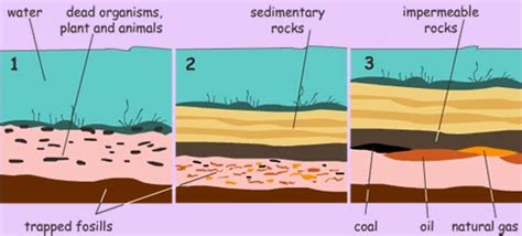Formation of Fossils 的图像结果