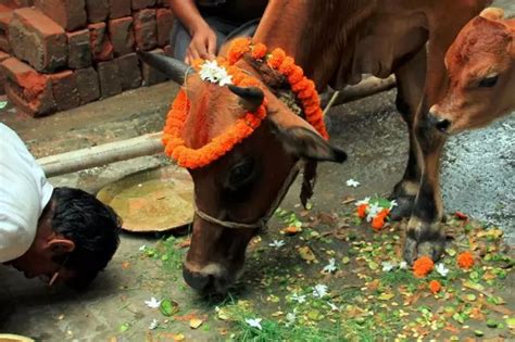 Supreme Court Says No To Nationwide Ban On Cow Slaughter, Each State ...