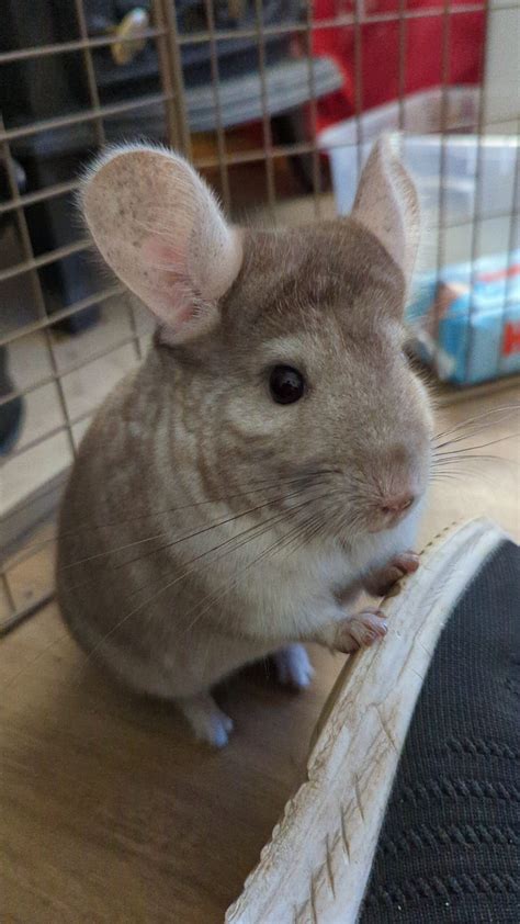 Meet Our Chinchillas - Chinchilla Palace